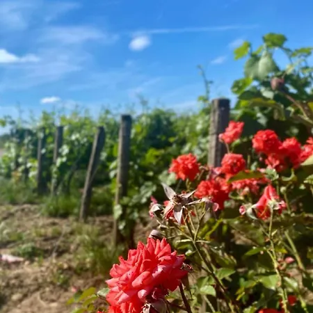 Aux Portes Du Champagne * Pavant